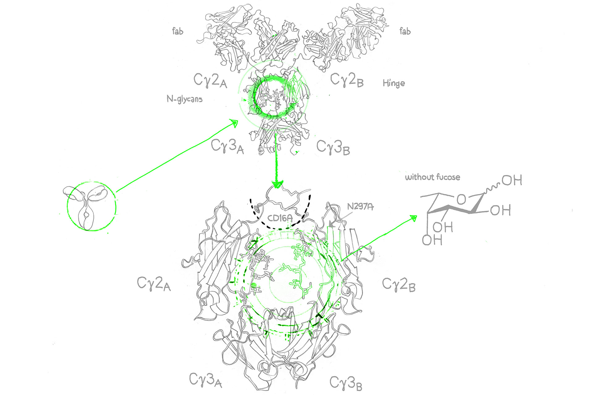 Afucosylated antibodies for ADCC enhancement