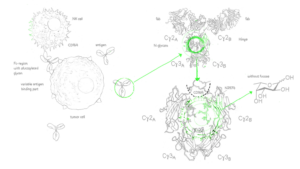 Afucosylated Antibodies
