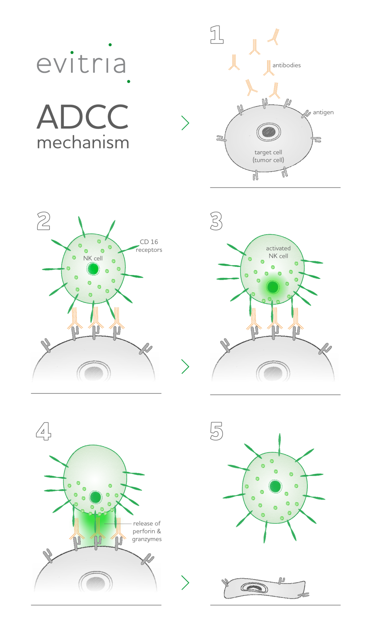 Understanding ADCC in Cancer Immunotherapy with evitria