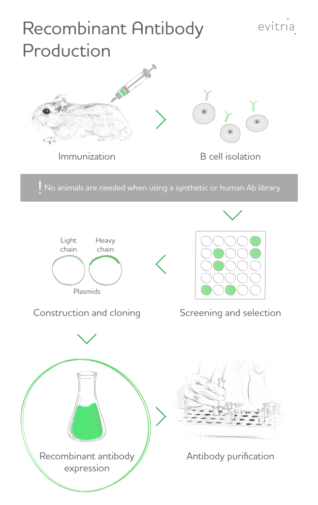 Infographic - Recombinant antibody production, detailing the expression process by evitria AG
