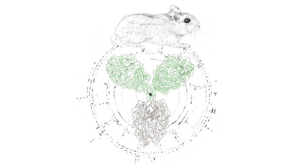 In vivo vs. in vitro antibody production