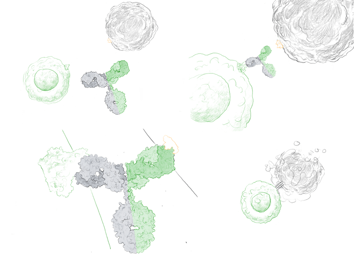 Bispecific antibody process