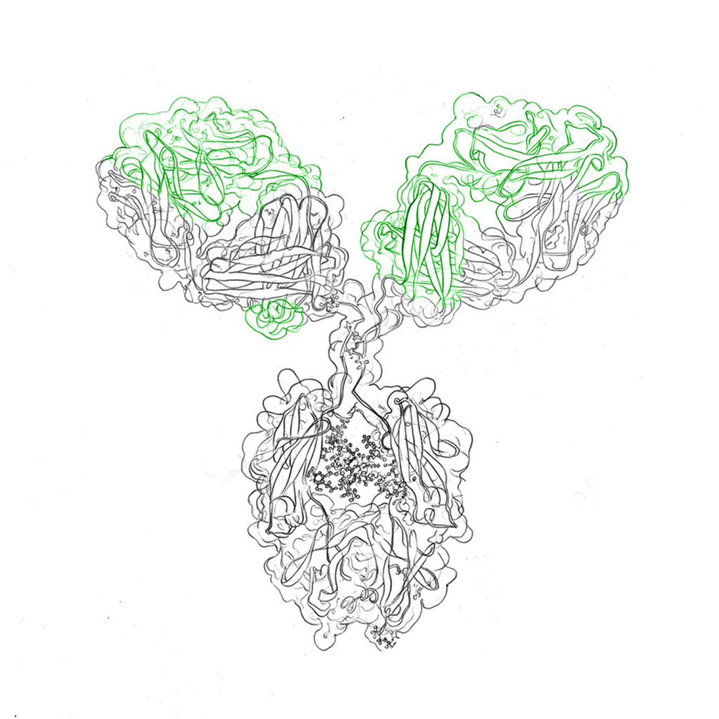 recombinant antibody