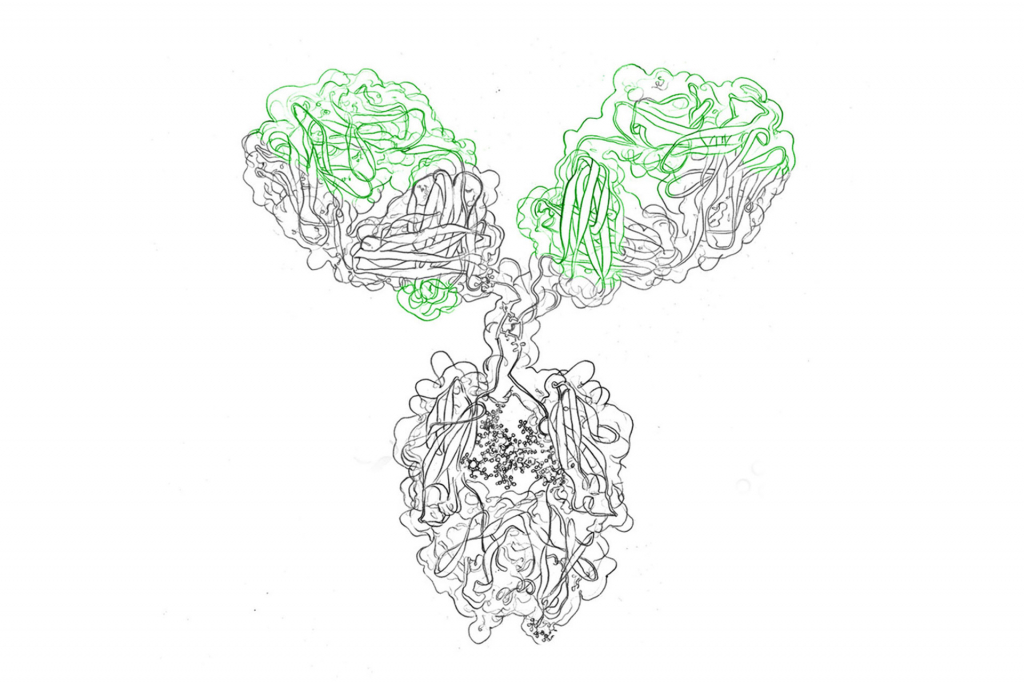Transient antibody production