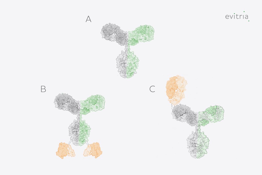 Our bispecific antibody production service - structure and formats