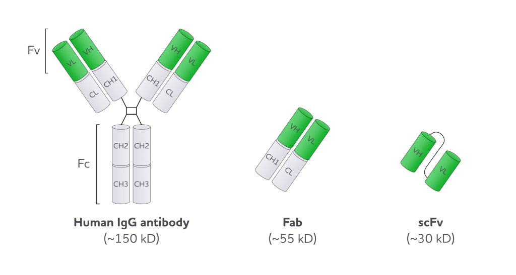 Infographic showing various types of recombinant antibodies produced by evitria, including scFv, Fab, bispecific antibodies, and afucosylated antibodies.