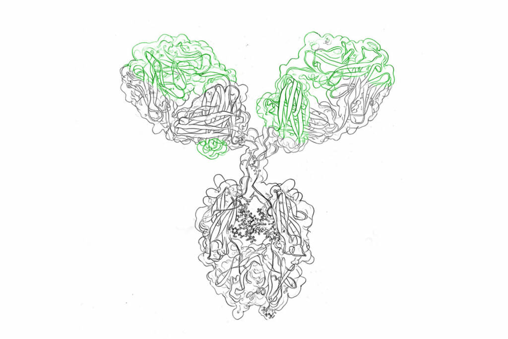Transient antibody production