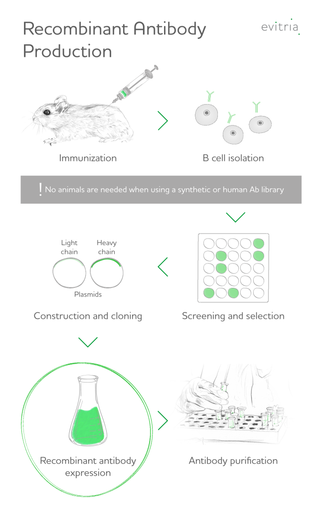 Recombinant antibody production - detailing the expression process by evitria AG