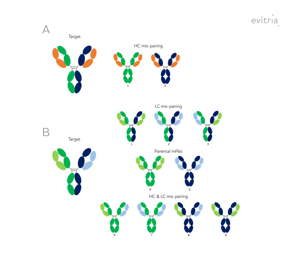 Formats Bispecifc Multispecific Antibodies